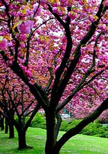 NYC-apartment-living-brooklyn-treets