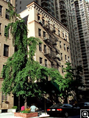 333 East 80th Street